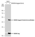 Glutamine Synthetase Antibody in Western Blot (WB)