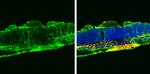 Glutamine Synthetase Antibody in Immunohistochemistry (Frozen) (IHC (F))