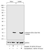 Phospho-Histone H2A.X (Ser139) Antibody in Western Blot (WB)