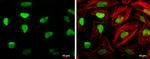 HMGB1 Antibody in Immunocytochemistry (ICC/IF)