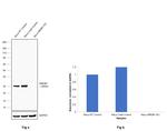 HMGB1 Antibody in Western Blot (WB)