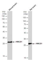 HMGB1 Antibody in Western Blot (WB)