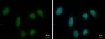 PRMT1 Antibody in Immunocytochemistry (ICC/IF)