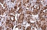 PRMT1 Antibody in Immunohistochemistry (Paraffin) (IHC (P))