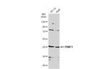 PRMT1 Antibody in Western Blot (WB)