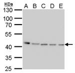 PRMT1 Antibody in Western Blot (WB)