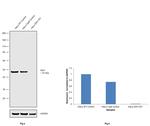 IDH1 Antibody in Western Blot (WB)