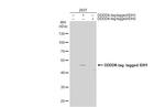 IDH1 Antibody in Western Blot (WB)