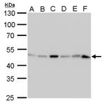 IDH1 Antibody in Western Blot (WB)