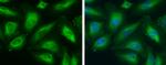 ME1 Antibody in Immunocytochemistry (ICC/IF)