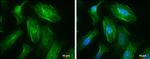 MYH10 Antibody in Immunocytochemistry (ICC/IF)