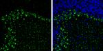 MYH10 Antibody in Immunohistochemistry (Frozen) (IHC (F))