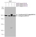 MYH10 Antibody in Western Blot (WB)