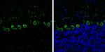 MYH10 Antibody in Immunohistochemistry (Frozen) (IHC (F))