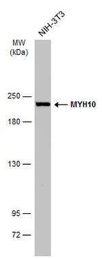 MYH10 Antibody in Western Blot (WB)