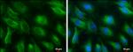 PGAM1 Antibody in Immunocytochemistry (ICC/IF)