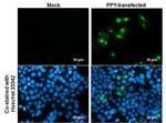 PPY Antibody in Immunocytochemistry (ICC/IF)