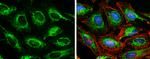 SDHA Antibody in Immunocytochemistry (ICC/IF)