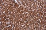 SDHA Antibody in Immunohistochemistry (Paraffin) (IHC (P))