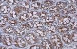 SDHA Antibody in Immunohistochemistry (Paraffin) (IHC (P))