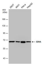 SDHA Antibody in Western Blot (WB)