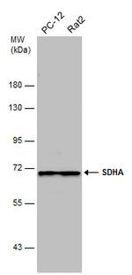 SDHA Antibody in Western Blot (WB)