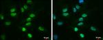 TDG Antibody in Immunocytochemistry (ICC/IF)