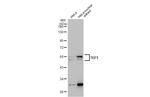 TEF1 Antibody in Western Blot (WB)