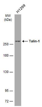 Talin 1 Antibody in Western Blot (WB)