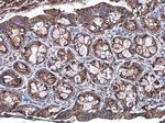 Talin 1 Antibody in Immunohistochemistry (Paraffin) (IHC (P))