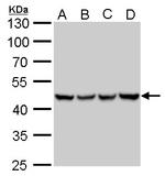 UQCRC1 Antibody in Western Blot (WB)