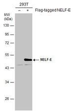 RDBP Antibody in Western Blot (WB)