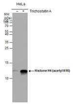 H4K16ac Antibody in Western Blot (WB)