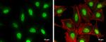 Cullin 4A Antibody in Immunocytochemistry (ICC/IF)