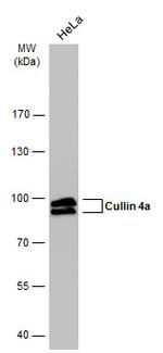 Cullin 4A Antibody in Western Blot (WB)