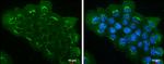 eIF3h Antibody in Immunocytochemistry (ICC/IF)