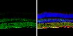 SQSTM1 Antibody in Immunohistochemistry (Frozen) (IHC (F))