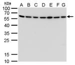 ATG12 Antibody in Western Blot (WB)