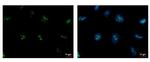 PAF49 Antibody in Immunocytochemistry (ICC/IF)