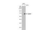 GAD67 Antibody in Western Blot (WB)