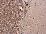 MBP Antibody in Immunohistochemistry (Paraffin) (IHC (P))