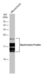 MBP Antibody in Western Blot (WB)