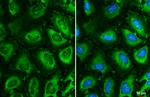 TCP-1 epsilon Antibody in Immunocytochemistry (ICC/IF)