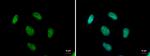 TDP-43 Antibody in Immunocytochemistry (ICC/IF)