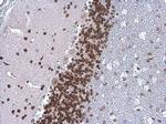 TDP-43 Antibody in Immunohistochemistry (Paraffin) (IHC (P))