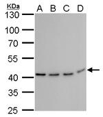 TDP-43 Antibody in Western Blot (WB)