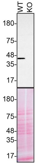 TDP-43 Antibody in Western Blot (WB)