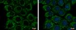 ETHE1 Antibody in Immunocytochemistry (ICC/IF)