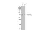 BABAM1 Antibody in Western Blot (WB)