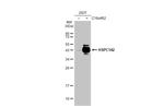 BABAM1 Antibody in Western Blot (WB)